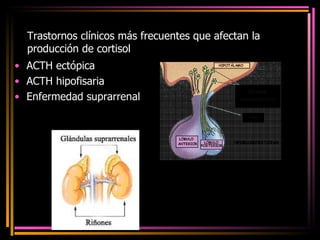 Trastornos clínicos más frecuentes que afectan la producción de cortisol ACTH ectópica ACTH hipofisaria Enfermedad suprarrenal 