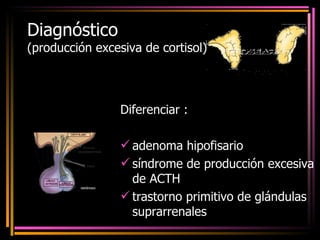 Diagnóstico  (producción excesiva de cortisol) Diferenciar : adenoma hipofisario síndrome de producción excesiva de ACTH trastorno primitivo de glándulas suprarrenales  