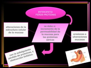 alteraciones de la estructura celular de la mucosa erosiones o ulceraciones mucosas se debe a:  incremento de la permeabilidad de la mucosa para las proteínas séricas con la subsiguiente pérdida de proteínas, y obstrucción linfática. ENTEROPATIA  PIERDE-PROTEINAS 