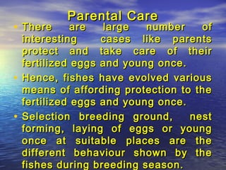 Parantal care in fishes | PPT