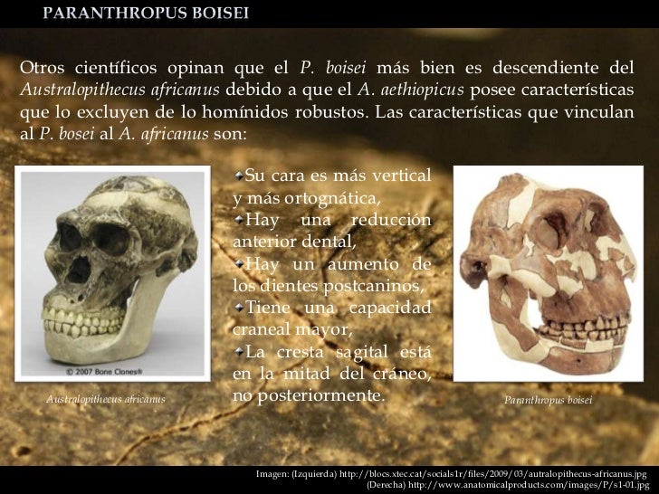 Картинки по запросу australopithecus boisei
