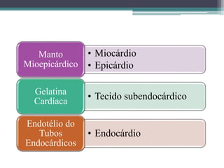 • Miocárdio
• Epicárdio
Manto
Mioepicárdico
• Tecido subendocárdico
Gelatina
Cardíaca
• Endocárdio
Endotélio do
Tubos
Endocárdicos
 