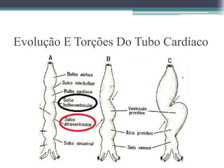 Evolução E Torções Do Tubo Cardíaco
 