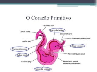 O Coração Primitivo
 