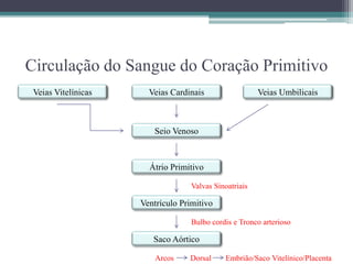 Circulação do Sangue do Coração Primitivo
Veias Vitelínicas Veias Cardinais Veias Umbilicais
Seio Venoso
Átrio Primitivo
Ventrículo Primitivo
Saco Aórtico
Valvas Sinoatriais
Bulbo cordis e Tronco arterioso
Arcos Dorsal Embrião/Saco Vitelínico/Placenta
 