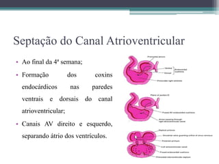 Septação do Canal Atrioventricular
• Ao final da 4ª semana;
• Formação dos coxins
endocárdicos nas paredes
ventrais e dorsais do canal
atrioventricular;
• Canais AV direito e esquerdo,
separando átrio dos ventrículos.
 
