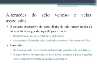 Alterações do seio venoso e veias
associadas
• O aumento progressivo do corno direito do seio venoso resulta de
dois shunts de sangue da esquerda para a direita:
▫ Transformação das veias vitelinas e umbilicais;
▫ Anastomose oblíqua das veias cardinais anteriores (veia braquiocefálica).
• Resultado:
▫ O corno esquerdo (seio coronário) diminui de tamanho e de importância;
▫ O corno direito (incorporado ao átrio direito) aumenta e passa a receber
todo o sangue proveniente da cabeça e do pescoço
 