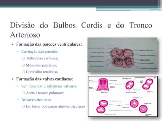 • Formação das paredes ventriculares:
▫ Cavitação das paredes:
Trabéculas carnosas;
Músculos papilares;
Cordoalha tendinosa.
• Formação das valvas cardíacas:
▫ Semilunares: 3 saliências valvares
Aorta e tronco pulmonar
▫ Atrioventriculares
Em torno dos canais atrioventriculares
Divisão do Bulbos Cordis e do Tronco
Arterioso
 