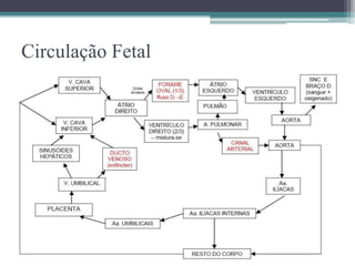 Circulação Fetal
 