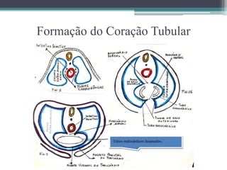 Formação do Coração Tubular
 