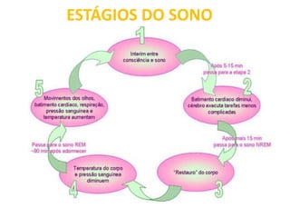 ESTÁGIOS DO SONO
 