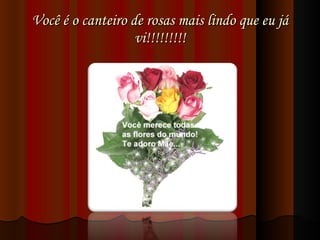 Você é o canteiro de rosas mais lindo que eu já vi!!!!!!!!! 