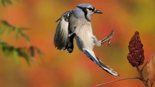 Para o prazer dos olhos espectacular