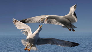 Para o prazer dos olhos espectacular