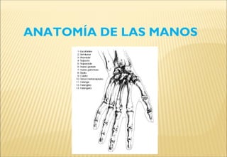 ANATOMÍA DE LAS MANOS
 
