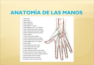 ANATOMÍA DE LAS MANOS
 