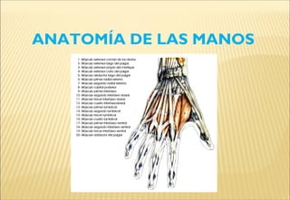 ANATOMÍA DE LAS MANOS
 