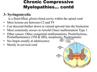 3- Syringomyelia
is a fluid-filled, gliosis-lined cavity within the spinal cord
• Most lesions are between C2 and T9
• Can descend further down or extend upward into the brainstem
• Most commonly occurs in Arnold Chiari malformation Type 1
• Other causes: Other congenital malformations, Postinfectious,
Postinflammatory (TM & MS), neoplasms, Posttraumatic
• Sxs begin usually at adolescence
• Mostly in cervical cord
Chronic Compressive
Myelopathies… contd
 