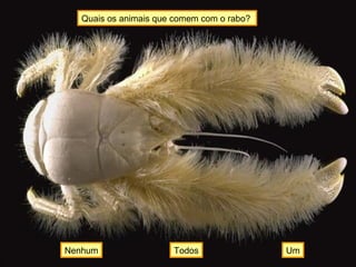 Quais os animais que comem com o rabo?
UmNenhum Todos
 