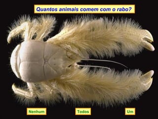 Quantos animais comem com o rabo ?  Um Nenhum Todos 