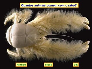 Quantos animais comem com o rabo?




Nenhum          Todos            Um
 