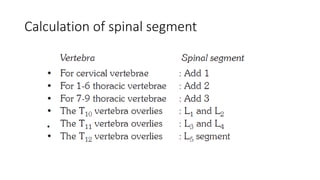Calculation of spinal segment
 