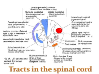 Tracts in the spinal cord