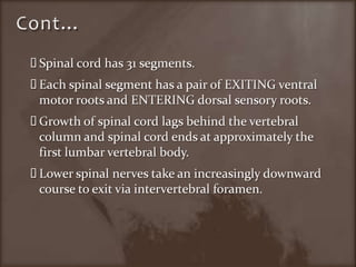 Cont…Spinal cord has 31 segments.Each spinal segment has a pair of EXITING ventral motor roots and ENTERING dorsal sensory roots.Growth of spinal cord lags behind the vertebral column and spinal cord ends at approximately the first lumbar vertebral body.Lower spinal nerves take an increasingly downward course to exit via intervertebral foramen.