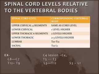 SPINAL CORD LEVELS RELATIVE TO THE VERTEBRAL BODIESEX-                               C4 lesion –C4,   C8—C7                      T5 --- T3   T12– T9                      L3—T12            S3 – L1