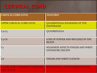 CERVICAL CORD