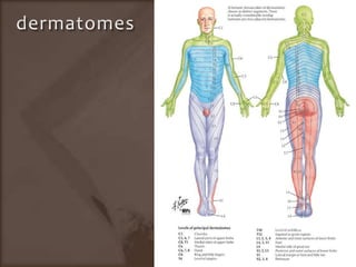 dermatomes