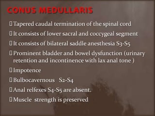 CONUS MEDULLARISTapered caudal termination of the spinal cord It consists of lower sacral and coccygeal segmentIt consists of bilateral saddle anesthesia S3-S5 Prominent bladder and bowel dysfunction (urinary retention and incontinence with lax anal tone )ImpotenceBulbocavernous   S2-S4 Anal relfexes S4-S5 are absent.Muscle  strength is preserved