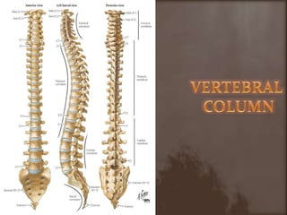 VERTEBRAL COLUMN