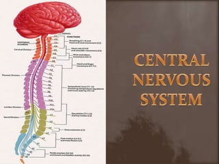 CENTRAL NERVOUSSYSTEM