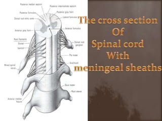 The cross sectionOf Spinal cordWith meningeal sheaths
