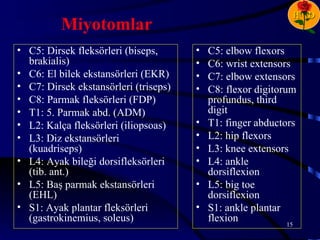 H D
          Miyotomlar
• C5: Dirsek fleksörleri (biseps,      •   C5: elbow flexors
  brakialis)                           •   C6: wrist extensors
• C6: El bilek ekstansörleri (EKR)     •   C7: elbow extensors
• C7: Dirsek ekstansörleri (triseps)   •   C8: flexor digitorum
• C8: Parmak fleksörleri (FDP)             profundus, third
• T1: 5. Parmak abd. (ADM)                 digit
• L2: Kalça fleksörleri (iliopsoas)    •   T1: finger abductors
• L3: Diz ekstansörleri                •   L2: hip flexors
  (kuadriseps)                         •   L3: knee extensors
• L4: Ayak bileği dorsifleksörleri     •   L4: ankle
  (tib. ant.)                              dorsiflexion
• L5: Baş parmak ekstansörleri         •   L5: big toe
  (EHL)                                    dorsiflexion
• S1: Ayak plantar fleksörleri         •   S1: ankle plantar
  (gastrokinemius, soleus)                 flexion            15
 