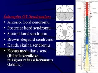 H D



İnkomplet OY Sendromları
• Anterior kord sendromu
• Posterior kord sendromu
• Santral kord sendromu
• Brown-Sequard sendromu
• Kauda ekuina sendromu
• Konus medullaris send
  (Bulbokavernöz ve
 miksiyon refleksi korunmuş
 olabilir.).
                              9
 