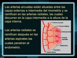 Las arterias arcuatas están situadas entre las
capas externas e intermedia del miometrio y se
ramifican en las arterias radiales, las cuales
discurren en la capa intermedia a la altura de la
capa interna.
Las arterias radiales se
ramifican después en las
arterias espirales las
cuales penetran al
endometrio.
 