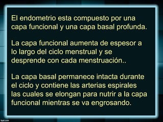 El endometrio esta compuesto por una
capa funcional y una capa basal profunda.
La capa funcional aumenta de espesor a
lo largo del ciclo menstrual y se
desprende con cada menstruación..
La capa basal permanece intacta durante
el ciclo y contiene las arterias espirales
las cuales se elongan para nutrir a la capa
funcional mientras se va engrosando.
 