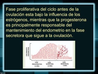 Fase proliferativa del ciclo antes de la
ovulación esta bajo la influencia de los
estrógenos, mientras que la progesterona
es principalmente responsable del
mantenimiento del endometrio en la fase
secretora que sigue a la ovulación.
 