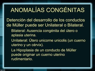 ANOMALÍAS CONGÉNITAS
Detención del desarrollo de los conductos
de Müller puede ser Unilateral o Bilateral.
Bilateral: Ausencia congénita del útero o
aplasia uterina.
Unilateral: Útero unicorne unicolis (un cuerno
uterino y un cérvix).
La Hipoplasia de un conducto de Müller
puede originar un cuerno uterino
rudimentario.
 