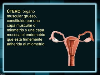 ÚTERO: órgano
muscular grueso,
constituido por una
capa muscular o
miometrio y una capa
mucosa el endometrio
que esta firmemente
adherida al miometrio.
 