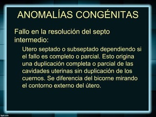 ANOMALÍAS CONGÉNITAS
Fallo en la resolución del septo
intermedio:
Utero septado o subseptado dependiendo si
el fallo es completo o parcial. Esto origina
una duplicación completa o parcial de las
cavidades uterinas sin duplicación de los
cuernos. Se diferencia del bicorne mirando
el contorno externo del útero.
 