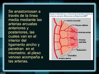 Se anastomosan a
través de la línea
media mediante las
arterias arcuatas
anteriores y
posteriores, las
cuales van en el
interior del
ligamento ancho y
penetran en el
miometrio. el plexo
venoso acompaña a
las arterias.
 
