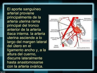 El aporte sanguíneo
arterial proviene
principalmente de la
arteria uterina rama
principal del tronco
anterior de la arteria
iliaca interna. la arteria
uterina asciende a lo
largo del margen lateral
del útero en el
ligamento ancho y, a la
altura del cuerno,
discurre lateralmente
hasta anastomosarse
con la arteria ovárica.
 