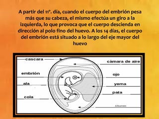 A partir del 11º. día, cuando el cuerpo del embrión pesa
más que su cabeza, el mismo efectúa un giro a la
izquierda, lo que provoca que el cuerpo descienda en
dirección al polo fino del huevo. A los 14 días, el cuerpo
del embrión está situado a lo largo del eje mayor del
huevo
 