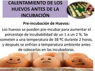 CALENTAMIENTO DE LOS
HUEVOS ANTES DE LA
INCUBACIÓN
Pre-incubación de Huevos:
Los huevos se pueden pre-incubar para aumentar el
porcentaje de incubabilidad de un 1 a un 2 %. Se
someten a una temperatura de 38 ºC durante 2 horas,
y después se enfrían a temperatura ambiente antes
de colocarlos en las incubadoras.
 