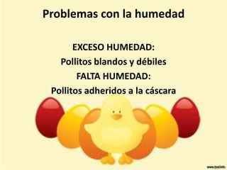 Problemas con la humedad
EXCESO HUMEDAD:
Pollitos blandos y débiles
FALTA HUMEDAD:
Pollitos adheridos a la cáscara
 
