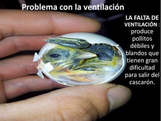 Problema con la ventilación
LA FALTA DE
VENTILACIÓN :
produce
pollitos
débiles y
blandos que
tienen gran
dificultad
para salir del
cascarón.
 