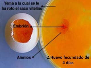 2.Huevo fecundado de
4 días
 